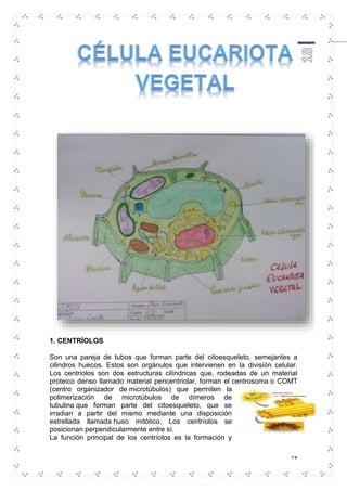 18 
1. CENTRÍOLOS 
Son una pareja de tubos que forman parte del citoesqueleto, semejantes a 
cilindros huecos. Estos son orgánulos que intervienen en la división celular. 
Los centriolos son dos estructuras cilíndricas que, rodeadas de un material 
proteico denso llamado material pericentriolar, forman el centrosoma o COMT 
(centro organizador de microtúbulos) que permiten la 
polimerización de microtúbulos de dímeros de 
tubulina que forman parte del citoesqueleto, que se 
irradian a partir del mismo mediante una disposición 
estrellada llamada huso mitótico. Los centríolos se 
posicionan perpendicularmente entre sí. 
La función principal de los centríolos es la formación y 
 