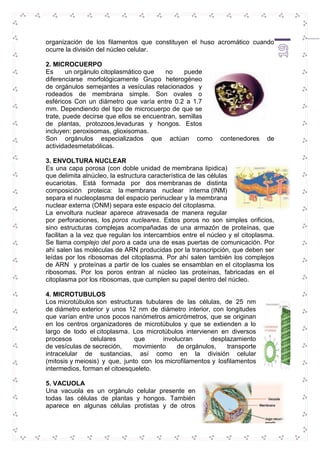organización de los filamentos que constituyen el huso acromático cuando 
ocurre la división del núcleo celular. 
2. MICROCUERPO 
Es un orgánulo citoplasmático que no puede 
diferenciarse morfológicamente Grupo heterogéneo 
de orgánulos semejantes a vesículas relacionados y 
rodeados de membrana simple. Son ovales o 
esféricos Con un diámetro que varía entre 0.2 a 1.7 
mm. Dependiendo del tipo de microcuerpo de que se 
trate, puede decirse que ellos se encuentran, semillas 
de plantas, protozoos,levaduras y hongos. Estos 
incluyen: peroxisomas, glioxisomas. 
Son orgánulos especializados que actúan como contenedores de 
actividadesmetabólicas. 
3. ENVOLTURA NUCLEAR 
Es una capa porosa (con doble unidad de membrana lipidica) 
que delimita alnúcleo, la estructura característica de las células 
eucariotas. Está formada por dos membranas de distinta 
composición proteica: la membrana nuclear interna (INM) 
separa el nucleoplasma del espacio perinuclear y la membrana 
nuclear externa (ONM) separa este espacio del citoplasma. 
La envoltura nuclear aparece atravesada de manera regular 
por perforaciones, los poros nucleares. Estos poros no son simples orificios, 
sino estructuras complejas acompañadas de una armazón de proteínas, que 
facilitan a la vez que regulan los intercambios entre el núcleo y el citoplasma. 
Se llama complejo del poro a cada una de esas puertas de comunicación. Por 
ahí salen las moléculas de ARN producidas por la transcripción, que deben ser 
leídas por los ribosomas del citoplasma. Por ahí salen también los complejos 
de ARN y proteínas a partir de los cuales se ensamblan en el citoplasma los 
ribosomas. Por los poros entran al núcleo las proteínas, fabricadas en el 
citoplasma por los ribosomas, que cumplen su papel dentro del núcleo. 
19 
4. MICROTUBULOS 
Los microtúbulos son estructuras tubulares de las células, de 25 nm 
de diámetro exterior y unos 12 nm de diámetro interior, con longitudes 
que varían entre unos pocos nanómetros amicrómetros, que se originan 
en los centros organizadores de microtúbulos y que se extienden a lo 
largo de todo el citoplasma. Los microtúbulos intervienen en diversos 
procesos celulares que involucran desplazamiento 
de vesículas de secreción, movimiento de orgánulos, transporte 
intracelular de sustancias, así como en la división celular 
(mitosis y meiosis) y que, junto con los microfilamentos y losfilamentos 
intermedios, forman el citoesqueleto. 
5. VACUOLA 
Una vacuola es un orgánulo celular presente en 
todas las células de plantas y hongos. También 
aparece en algunas células protistas y de otros 
 