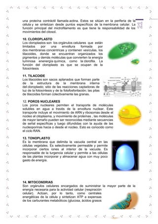 una proteína contráctil llamada actina. Estos se sitúan en la periferia de la 
célula y se sintetizan desde puntos específicos de la membrana celular. La 
función principal del mictrofilamento es que tiene la responsabilidad de los 
movimientos del citosol. 
21 
10. CLOROPLASTO 
Los cloroplastos son los orgánulos celulares que están 
limitados por una envoltura formada por 
dos membranas concéntricas y contienen vesículas, los 
tilacoides, donde se encuentran organizados los 
pigmentos y demás moléculas que convierten la energía 
luminosa enenergía química, como la clorofila. La 
función del cloroplasto es que se ocupan de la 
fotosíntesis 
11. TILACOIDE 
Los tilacoides son sacos aplanados que forman parte 
de la estructura de la membrana interna 
del cloroplasto; sitio de las reacciones captadoras de 
luz de la fotosíntesis y de la fotofosforilación; las pilas 
de tilacoides forman colectivamente las granas. 
12. POROS NUCLEARES 
Los poros nucleares permiten el transporte de moléculas 
solubles en agua a través de la envoltura nuclear. Este 
transporte incluye el movimiento de ARN y ribosomas desde el 
núcleo al citoplasma, y movimiento de proteínas , las moléculas 
de mayor tamaño pueden ser reconocidas mediante secuencias 
de señal específicas y luego difundidas con la ayuda de las 
nucleoporinas hacia o desde el núcleo. Esto es conocido como 
el ciclo RAN. 
13. TONOPLASTO 
Es la membrana que delimita la vacuola central en las 
células vegetales. Es selectivamente permeable y permite 
incorporar ciertos iones al interior de la vacuola. Es 
responsable de la turgencia celular y permite a las células 
de las plantas incorporar y almacenar agua con muy poco 
gasto de energía. 
14. MITOCONDRIAS 
Son orgánulos celulares encargados de suministrar la mayor parte de la 
energía necesaria para la actividad celular (respiración 
celular). Actúan, por lo tanto, como centrales 
energéticas de la célula y sintetizan ATP a expensas 
de los carburantes metabólicos (glucosa, ácidos grasos 
 