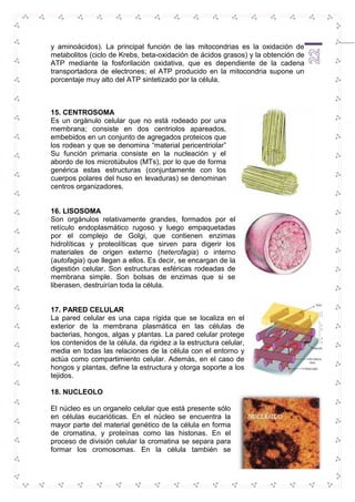 y aminoácidos). La principal función de las mitocondrias es la oxidación de 
metabolitos (ciclo de Krebs, beta-oxidación de ácidos grasos) y la obtención de 
ATP mediante la fosforilación oxidativa, que es dependiente de la cadena 
transportadora de electrones; el ATP producido en la mitocondria supone un 
porcentaje muy alto del ATP sintetizado por la célula. 
22 
15. CENTROSOMA 
Es un orgánulo celular que no está rodeado por una 
membrana; consiste en dos centriolos apareados, 
embebidos en un conjunto de agregados proteicos que 
los rodean y que se denomina “material pericentriolar” 
Su función primaria consiste en la nucleación y el 
abordo de los microtúbulos (MTs), por lo que de forma 
genérica estas estructuras (conjuntamente con los 
cuerpos polares del huso en levaduras) se denominan 
centros organizadores. 
16. LISOSOMA 
Son orgánulos relativamente grandes, formados por el 
retículo endoplasmático rugoso y luego empaquetadas 
por el complejo de Golgi, que contienen enzimas 
hidrolíticas y proteolíticas que sirven para digerir los 
materiales de origen externo (heterofagia) o interno 
(autofagia) que llegan a ellos. Es decir, se encargan de la 
digestión celular. Son estructuras esféricas rodeadas de 
membrana simple. Son bolsas de enzimas que si se 
liberasen, destruirían toda la célula. 
17. PARED CELULAR 
La pared celular es una capa rígida que se localiza en el 
exterior de la membrana plasmática en las células de 
bacterias, hongos, algas y plantas. La pared celular protege 
los contenidos de la célula, da rigidez a la estructura celular, 
media en todas las relaciones de la célula con el entorno y 
actúa como compartimiento celular. Además, en el caso de 
hongos y plantas, define la estructura y otorga soporte a los 
tejidos. 
18. NUCLEOLO 
El núcleo es un organelo celular que está presente sólo 
en células eucarióticas. En el núcleo se encuentra la 
mayor parte del material genético de la célula en forma 
de cromatina, y proteínas como las histonas. En el 
proceso de división celular la cromatina se separa para 
formar los cromosomas. En la célula también se 
 