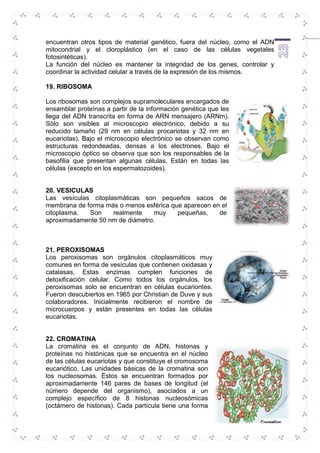 encuentran otros tipos de material genético, fuera del núcleo, como el ADN 
mitocondrial y el cloroplástico (en el caso de las células vegetales 
fotosintéticas). 
La función del núcleo es mantener la integridad de los genes, controlar y 
coordinar la actividad celular a través de la expresión de los mismos. 
23 
19. RIBOSOMA 
Los ribosomas son complejos supramoleculares encargados de 
ensamblar proteínas a partir de la información genética que les 
llega del ADN transcrita en forma de ARN mensajero (ARNm). 
Sólo son visibles al microscopio electrónico, debido a su 
reducido tamaño (29 nm en células procariotas y 32 nm en 
eucariotas). Bajo el microscopio electrónico se observan como 
estructuras redondeadas, densas a los electrones. Bajo el 
microscopio óptico se observa que son los responsables de la 
basofilia que presentan algunas células. Están en todas las 
células (excepto en los espermatozoides). 
20. VESICULAS 
Las vesículas citoplasmáticas son pequeños sacos de 
membrana de forma más o menos esférica que aparecen en el 
citoplasma. Son realmente muy pequeñas, de 
aproximadamente 50 nm de diámetro. 
21. PEROXISOMAS 
Los peroxisomas son orgánulos citoplasmáticos muy 
comunes en forma de vesículas que contienen oxidasas y 
catalasas. Estas enzimas cumplen funciones de 
detoxificación celular. Como todos los orgánulos, los 
peroxisomas solo se encuentran en células eucariontes. 
Fueron descubiertos en 1965 por Christian de Duve y sus 
colaboradores. Inicialmente recibieron el nombre de 
microcuerpos y están presentes en todas las células 
eucariotas. 
22. CROMATINA 
La cromatina es el conjunto de ADN, histonas y 
proteínas no histónicas que se encuentra en el núcleo 
de las células eucariotas y que constituye el cromosoma 
eucariótico. Las unidades básicas de la cromatina son 
los nucleosomas. Éstos se encuentran formados por 
aproximadamente 146 pares de bases de longitud (el 
número depende del organismo), asociados a un 
complejo específico de 8 histonas nucleosómicas 
(octámero de histonas). Cada partícula tiene una forma 
 