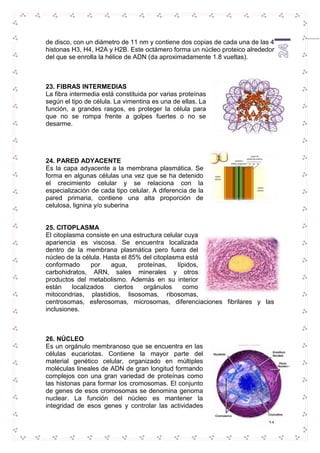 de disco, con un diámetro de 11 nm y contiene dos copias de cada una de las 4 
histonas H3, H4, H2A y H2B. Este octámero forma un núcleo proteico alrededor 
del que se enrolla la hélice de ADN (da aproximadamente 1.8 vueltas). 
24 
23. FIBRAS INTERMEDIAS 
La fibra intermedia está constituida por varias proteínas 
según el tipo de célula. La vimentina es una de ellas. La 
función, a grandes rasgos, es proteger la célula para 
que no se rompa frente a golpes fuertes o no se 
desarme. 
24. PARED ADYACENTE 
Es la capa adyacente a la membrana plasmática. Se 
forma en algunas células una vez que se ha detenido 
el crecimiento celular y se relaciona con la 
especialización de cada tipo celular. A diferencia de la 
pared primaria, contiene una alta proporción de 
celulosa, lignina y/o suberina 
25. CITOPLASMA 
El citoplasma consiste en una estructura celular cuya 
apariencia es viscosa. Se encuentra localizada 
dentro de la membrana plasmática pero fuera del 
núcleo de la célula. Hasta el 85% del citoplasma está 
conformado por agua, proteínas, lípidos, 
carbohidratos, ARN, sales minerales y otros 
productos del metabolismo. Además en su interior 
están localizados ciertos orgánulos como 
mitocondrias, plastidios, lisosomas, ribosomas, 
centrosomas, esferosomas, microsomas, diferenciaciones fibrilares y las 
inclusiones. 
26. NÚCLEO 
Es un orgánulo membranoso que se encuentra en las 
células eucariotas. Contiene la mayor parte del 
material genético celular, organizado en múltiples 
moléculas lineales de ADN de gran longitud formando 
complejos con una gran variedad de proteínas como 
las histonas para formar los cromosomas. El conjunto 
de genes de esos cromosomas se denomina genoma 
nuclear. La función del núcleo es mantener la 
integridad de esos genes y controlar las actividades 
 