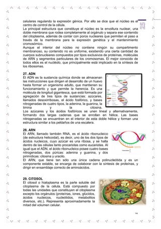 celulares regulando la expresión génica. Por ello se dice que el núcleo es el 
centro de control de la célula. 
La principal estructura que constituye el núcleo es la envoltura nuclear, una 
doble membrana que rodea completamente al orgánulo y separa ese contenido 
del citoplasma, además de contar con poros nucleares que permiten el paso a 
través de la membrana para la expresión genética y el mantenimiento 
cromosómico. 
Aunque el interior del núcleo no contiene ningún su compartimento 
membranoso, su contenido no es uniforme, existiendo una cierta cantidad de 
cuerpos subnucleares compuestos por tipos exclusivos de proteínas, moléculas 
de ARN y segmentos particulares de los cromosomas. El mejor conocido de 
todos ellos es el nucléolo, que principalmente está implicado en la síntesis de 
los ribosomas. 
27. ADN 
El ADN es la sustancia química donde se almacenan 
las instrucciones que dirigen el desarrollo de un huevo 
hasta formar un organismo adulto, que mantienen su 
funcionamiento y que permite la herencia. Es una 
molécula de longitud gigantesca, que está formada por 
agregación de tres tipos de sustancias: azúcares, 
llamados desoxirribosas, el ácido fosfórico, y bases 
nitrogenadas de cuatro tipos, la adenina, la guanina, la 
timina y la citosina. 
Los azúcares y los ácidos fosfóricos se unen lineal y alternativamente, 
formando dos largas cadenas que se enrollan en hélice. Las bases 
nitrogenadas se encuentran en el interior de esta doble hélice y forman una 
estructura similar a los peldaños de una escalera. 
28. ARN 
El ARN, llamado también RNA, es el ácido ribonucleico 
(de estructura helicoidal), es decir, uno de los dos tipos de 
ácidos nucleicos, cuyo azúcar es una ribosa, y se halla 
dentro de las células tanto procariotas como eucariotas. Al 
igual que el ADN, el ácido ribonucleico posee cuatro bases 
nitrogenadas, dos púricas: adenina y guanina, y dos 
pirimídicas: citosina y uracilo. 
El ARN, que tiene tan sólo una única cadena polinucleótida y es un 
componente estable, se encarga de colaborar con la síntesis de proteínas, y 
dirigir en ensamblaje correcto de aminoácidos. 
25 
29. CITOSOL 
El citosol o hialoplasma es la parte soluble del 
citoplasma de la célula. Está compuesto por 
todas las unidades que constituyen el citoplasma 
excepto los orgánulos (proteínas, iones, glúcidos, 
ácidos nucleicos, nucleótidos, metabolitos 
diversos, etc.). Representa aproximadamente la 
mitad del volumen celular. 
 