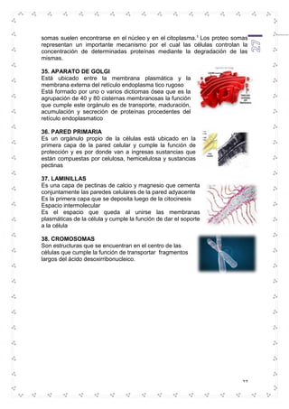 somas suelen encontrarse en el núcleo y en el citoplasma.1 Los proteo somas 
representan un importante mecanismo por el cual las células controlan la 
concentración de determinadas proteínas mediante la degradación de las 
mismas. 
27 
35. APARATO DE GOLGI 
Está ubicado entre la membrana plasmática y la 
membrana externa del retículo endoplasma tico rugoso 
Está formado por uno o varios dictiomas ósea que es la 
agrupación de 40 y 80 cisternas membranosas la función 
que cumple este orgánulo es de transporte, maduración, 
acumulación y secreción de proteínas procedentes del 
retículo endoplasmatico 
36. PARED PRIMARIA 
Es un orgánulo propio de la células está ubicado en la 
primera capa de la pared celular y cumple la función de 
protección y es por donde van a ingresas sustancias que 
están compuestas por celulosa, hemicelulosa y sustancias 
pectinas 
37. LAMINILLAS 
Es una capa de pectinas de calcio y magnesio que cementa 
conjuntamente las paredes celulares de la pared adyacente 
Es la primera capa que se deposita luego de la citocinesis 
Espacio intermolecular 
Es el espacio que queda al unirse las membranas 
plasmáticas de la célula y cumple la función de dar el soporte 
a la célula 
38. CROMOSOMAS 
Son estructuras que se encuentran en el centro de las 
células que cumple la función de transportar fragmentos 
largos del ácido desoxirribonucleico. 
 
