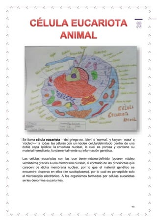 Se llama célula eucariota —del griego eu, ‘bien’ o ‘normal’, y karyon, ‘nuez’ o 
‘núcleo’—1 a todas las células con un núcleo celulardelimitado dentro de una 
doble capa lipídica: la envoltura nuclear, la cual es porosa y contiene su 
material hereditario, fundamentalmente su información genética. 
Las células eucariotas son las que tienen núcleo definido (poseen núcleo 
verdadero) gracias a una membrana nuclear, al contrario de las procariotas que 
carecen de dicha membrana nuclear, por lo que el material genético se 
encuentra disperso en ellas (en sucitoplasma), por lo cual es perceptible solo 
al microscopio electrónico. A los organismos formados por células eucariotas 
se les denomina eucariontes. 
28 
 