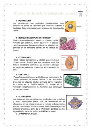 29 
1. PEROXISOMA 
Los peroxisomas son orgánulos citoplasmáticos muy 
comunes en forma de vesículas que contienen oxidasas y 
catalasas. Estas enzimas cumplen funciones de detoxificación 
celular. 
2. RETÍCULO ENDOPLASMÁTICO LISO 
El retículo endoplasmático liso es un orgánulo celular 
formado por cisternas, tubos aplanados y sáculos 
membranosos que forman un sistema de tuberías que 
participa en el transporte celular, en la síntesis de 
lípidos. 
3. CITOPLASMA 
Masa viscosa, transparente y elástica que envuelve al 
núcleo celular, limitada por una envoltura muy fina 
llamada membrana plasmática. Su función es albergar 
los orgánulos celulares y contribuir al movimiento de 
este. 
4. CENTRIOLO 
Pequeños cuerpos huecos y cilíndricos de color oscuro. Se 
ubican próximos al núcleo celular y se encuentran 
presentes en algunas células animales como vegetales, 
importantes en la división celular. Su función es la 
formación y organización de los filamentos que constituyen 
el huso acromático. 
5. EL RIBOSOMA 
Los ribosomas son complejos macromoleculares de proteínas 
y ácido ribonucleico (ARN) que se encuentran en el 
citoplasma, en las mitocondrias, en el retículo endoplasmático 
y en los cloroplastos. Son un complejo molecular encargado de 
sintetizar proteínas a partir de la información genética que les 
llega del ADN transcrita en forma de ARN mensajero 
6. APARATO DE GOLGI 
 