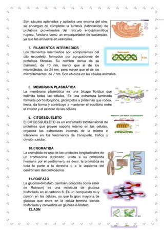30 
Son sáculos aplanados y apilados uno encima del otro, 
se encargan de completar la síntesis (fabricación) de 
proteínas provenientes del retículo endoplasmático 
rugoso, funciona como un empaquetador de sustancias, 
ya que las envuelve en vesículas. 
7. FILAMENTOS INTERMEDIOS 
Los filamentos intermedios son componentes del 
cito esqueleto, formados por agrupaciones de 
proteínas fibrosas. Su nombre deriva de su 
diámetro, de 10 nm, menor que el de los 
microtúbulos, de 24 nm, pero mayor que el de los 
microfilamentos, de 7 nm. Son ubicuos en las células animales. 
8. MEMBRANA PLASMÁTICA 
La membrana plasmática es una bicapa lipídica que 
delimita todas las células. Es una estructura laminada 
formada por fosfolípidos, glicolípidos y proteínas que rodea, 
limita, da forma y contribuye a mantener el equilibrio entre 
el interior y el exterior de las células 
9. CITOESQUELETO 
El CITOESQUELETO es un entramado tridimensional de 
proteínas que provee soporte interno en las células, 
organiza las estructuras internas de la misma e 
interviene en los fenómenos de transporte, tráfico y 
división celular. 
10. CROMATIDA 
La cromátida es una de las unidades longitudinales de 
un cromosoma duplicado, unida a su cromátida 
hermana por el centrómero, es decir, la cromátida es 
toda la parte a la derecha o a la izquierda del 
centrómero del cromosoma. 
11. FOSFATO 
La glucosa-6-fosfato (también conocida como éster 
de Robison) es una molécula de glucosa 
fosforilada en el carbono 6. Es un compuesto muy 
común en las células, ya que la gran mayoría de 
glucosa que entra en la célula termina siendo 
fosforilada y convertida en glucosa-6-fosfato. 
12. ADN 
 