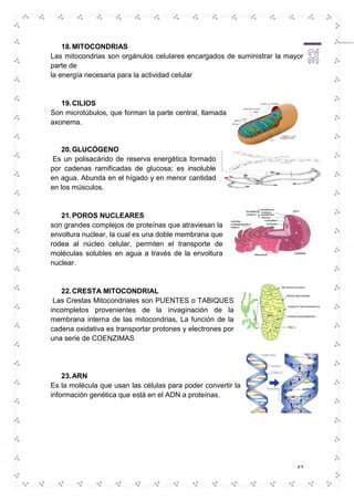32 
18. MITOCONDRIAS 
Las mitocondrias son orgánulos celulares encargados de suministrar la mayor 
parte de 
la energía necesaria para la actividad celular 
19. CILIOS 
Son microtúbulos, que forman la parte central, llamada 
axonema. 
20. GLUCÓGENO 
Es un polisacárido de reserva energética formado 
por cadenas ramificadas de glucosa; es insoluble 
en agua. Abunda en el hígado y en menor cantidad 
en los músculos. 
21. POROS NUCLEARES 
son grandes complejos de proteínas que atraviesan la 
envoltura nuclear, la cual es una doble membrana que 
rodea al núcleo celular, permiten el transporte de 
moléculas solubles en agua a través de la envoltura 
nuclear. 
22. CRESTA MITOCONDRIAL 
Las Crestas Mitocondriales son PUENTES o TABIQUES 
incompletos provenientes de la invaginación de la 
membrana interna de las mitocondrias, La función de la 
cadena oxidativa es transportar protones y electrones por 
una serie de COENZIMAS 
23. ARN 
Es la molécula que usan las células para poder convertir la 
información genética que está en el ADN a proteínas. 
 