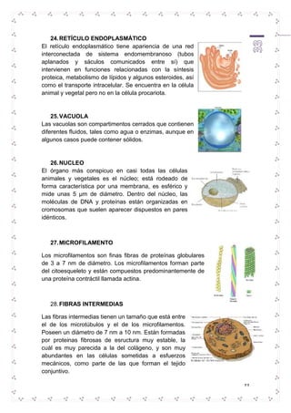 33 
24. RETÍCULO ENDOPLASMÁTICO 
El retículo endoplasmático tiene apariencia de una red 
interconectada de sistema endomembranoso (tubos 
aplanados y sáculos comunicados entre sí) que 
intervienen en funciones relacionadas con la síntesis 
proteica, metabolismo de lípidos y algunos esteroides, así 
como el transporte intracelular. Se encuentra en la célula 
animal y vegetal pero no en la célula procariota. 
25. VACUOLA 
Las vacuolas son compartimentos cerrados que contienen 
diferentes fluidos, tales como agua o enzimas, aunque en 
algunos casos puede contener sólidos. 
26. NUCLEO 
El órgano más conspicuo en casi todas las células 
animales y vegetales es el núcleo; está rodeado de 
forma característica por una membrana, es esférico y 
mide unas 5 μm de diámetro. Dentro del núcleo, las 
moléculas de DNA y proteínas están organizadas en 
cromosomas que suelen aparecer dispuestos en pares 
idénticos. 
27. MICROFILAMENTO 
Los microfilamentos son finas fibras de proteínas globulares 
de 3 a 7 nm de diámetro. Los microfilamentos forman parte 
del citoesqueleto y están compuestos predominantemente de 
una proteína contráctil llamada actina. 
28. FIBRAS INTERMEDIAS 
Las fibras intermedias tienen un tamaño que está entre 
el de los microtúbulos y el de los microfilamentos. 
Poseen un diámetro de 7 nm a 10 nm. Están formadas 
por proteinas fibrosas de esructura muy estable, la 
cuál es muy parecida a la del colágeno, y son muy 
abundantes en las células sometidas a esfuerzos 
mecánicos, como parte de las que forman el tejido 
conjuntivo. 
 