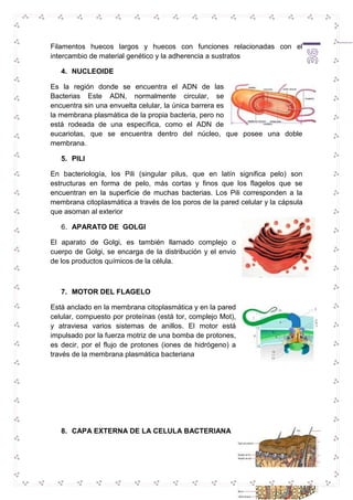 Filamentos huecos largos y huecos con funciones relacionadas con el 
intercambio de material genético y la adherencia a sustratos 
36 
4. NUCLEOIDE 
Es la región donde se encuentra el ADN de las 
Bacterias Este ADN, normalmente circular, se 
encuentra sin una envuelta celular, la única barrera es 
la membrana plasmática de la propia bacteria, pero no 
está rodeada de una específica, como el ADN de 
eucariotas, que se encuentra dentro del núcleo, que posee una doble 
membrana. 
5. PILI 
En bacteriología, los Pili (singular pilus, que en latín significa pelo) son 
estructuras en forma de pelo, más cortas y finos que los flagelos que se 
encuentran en la superficie de muchas bacterias. Los Pili corresponden a la 
membrana citoplasmática a través de los poros de la pared celular y la cápsula 
que asoman al exterior 
6. APARATO DE GOLGI 
El aparato de Golgi, es también llamado complejo o 
cuerpo de Golgi, se encarga de la distribución y el envio 
de los productos químicos de la célula. 
7. MOTOR DEL FLAGELO 
Está anclado en la membrana citoplasmática y en la pared 
celular, compuesto por proteínas (está tor, complejo Mot), 
y atraviesa varios sistemas de anillos. El motor está 
impulsado por la fuerza motriz de una bomba de protones, 
es decir, por el flujo de protones (iones de hidrógeno) a 
través de la membrana plasmática bacteriana 
8. CAPA EXTERNA DE LA CELULA BACTERIANA 
 