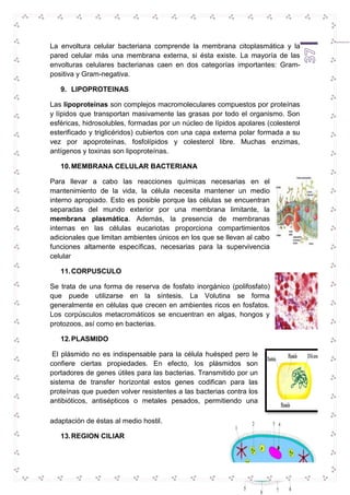 La envoltura celular bacteriana comprende la membrana citoplasmática y la 
pared celular más una membrana externa, si ésta existe. La mayoría de las 
envolturas celulares bacterianas caen en dos categorías importantes: Gram-positiva 
37 
y Gram-negativa. 
9. LIPOPROTEINAS 
Las lipoproteínas son complejos macromoleculares compuestos por proteínas 
y lípidos que transportan masivamente las grasas por todo el organismo. Son 
esféricas, hidrosolubles, formadas por un núcleo de lípidos apolares (colesterol 
esterificado y triglicéridos) cubiertos con una capa externa polar formada a su 
vez por apoproteínas, fosfolípidos y colesterol libre. Muchas enzimas, 
antígenos y toxinas son lipoproteínas. 
10. MEMBRANA CELULAR BACTERIANA 
Para llevar a cabo las reacciones químicas necesarias en el 
mantenimiento de la vida, la célula necesita mantener un medio 
interno apropiado. Esto es posible porque las células se encuentran 
separadas del mundo exterior por una membrana limitante, la 
membrana plasmática. Además, la presencia de membranas 
internas en las células eucariotas proporciona compartimientos 
adicionales que limitan ambientes únicos en los que se llevan al cabo 
funciones altamente específicas, necesarias para la supervivencia 
celular 
11. CORPUSCULO 
Se trata de una forma de reserva de fosfato inorgánico (polifosfato) 
que puede utilizarse en la síntesis. La Volutina se forma 
generalmente en células que crecen en ambientes ricos en fosfatos. 
Los corpúsculos metacromáticos se encuentran en algas, hongos y 
protozoos, así como en bacterias. 
12. PLASMIDO 
El plásmido no es indispensable para la célula huésped pero le 
confiere ciertas propiedades. En efecto, los plásmidos son 
portadores de genes útiles para las bacterias. Transmitido por un 
sistema de transfer horizontal estos genes codifican para las 
proteínas que pueden volver resistentes a las bacterias contra los 
antibióticos, antisépticos o metales pesados, permitiendo una 
adaptación de éstas al medio hostil. 
13. REGION CILIAR 
 