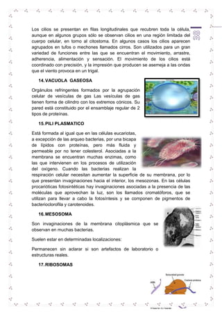 Los cilios se presentan en filas longitudinales que recubren toda la célula, 
aunque en algunos grupos sólo se observan cilios en una región limitada del 
cuerpo celular, en torno al citostoma. En algunos casos los cilios aparecen 
agrupados en tufos o mechones llamados cirros. Son utilizados para un gran 
variedad de funciones entre las que se encuentran el movimiento, arrastre, 
adherencia, alimentación y sensación. El movimiento de los cilios está 
coordinado con precisión, y la impresión que producen se asemeja a las ondas 
que el viento provoca en un trigal. 
38 
14. VACUOLA GASEOSA 
Orgánulos refringentes formados por la agrupación 
celular de vesículas de gas Las vesículas de gas 
tienen forma de cilindro con los extremos cónicos. Su 
pared está constituido por el ensamblaje regular de 2 
tipos de proteínas. 
15. PILI PLASMATICO 
Está formada al igual que en las células eucariotas, 
a excepción de las arqueo bacterias, por una bicapa 
de lípidos con proteínas, pero más fluida y 
permeable por no tener colesterol. Asociadas a la 
membrana se encuentran muchas enzimas, como 
las que intervienen en los procesos de utilización 
del oxígeno. Cuando las bacterias realizan la 
respiración celular necesitan aumentar la superficie de su membrana, por lo 
que presentan invaginaciones hacia el interior, los mesozonas. En las células 
procarióticas fotosintéticas hay invaginaciones asociadas a la presencia de las 
moléculas que aprovechan la luz, son los llamados cromatóforos, que se 
utilizan para llevar a cabo la fotosíntesis y se componen de pigmentos de 
bacterioclorofila y carotenoides. 
16. MESOSOMA 
Son invaginaciones de la membrana citoplásmica que se 
observan en muchas bacterias. 
Suelen estar en determinadas localizaciones: 
Permanecen sin aclarar si son artefactos de laboratorio o 
estructuras reales. 
17. RIBOSOMAS 
 