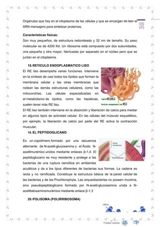 Orgánulos que hay en el citoplasma de las células y que se encargan de leer el 
ARN mensajero para sintetizar proteínas. 
Características físicas: 
Son muy pequeños, de estructura redondeada y 32 nm de tamaño. Su peso 
molecular es de 4200 Kd. Un ribosoma está compuesto por dos subunidades, 
una pequeña y otra mayor, fabricadas por separado en el núcleo pero que se 
juntan en el citoplasma. 
39 
18. RETICULO ENDOPLASMATICO LISO 
El RE liso desempeña varias funciones. Interviene 
en la síntesis de casi todos los lípidos que forman la 
membrana celular y las otras membranas que 
rodean las demás estructuras celulares, como las 
mitocondrias. Las células especializadas en 
el metabolismo de lípidos, como las hepáticas, 
suelen tener más RE liso. 
El RE liso también interviene en la absorción y liberación de calcio para mediar 
en algunos tipos de actividad celular. En las células del músculo esquelético, 
por ejemplo, la liberación de calcio por parte del RE activa la contracción 
muscular. 
19. EL PEPTIDOGLICANO 
Es un copolímero formado por una secuencia 
alternante de N-acetil-glucosamina y el Ácido N-acetilmurámico 
unidos mediante enlaces β-1,4. El 
peptidoglucano es muy resistente y protege a las 
bacterias de una ruptura osmótica en ambientes 
acuáticos y da a los tipos diferentes de bacterias sus formas. La cadena es 
recta y no ramificada. Constituye la estructura básica de la pared celular de 
las bacterias y de las Prochlorophyta. Las arqueobacterias no poseen mureína, 
sino pseudopeptidoglicano formado por N-acetil-glucosamina unida a N-acetiltalosaminomurámico 
mediante enlace β-1,3 
20. POLISOMA (POLIRRIBOSOMA) 
 