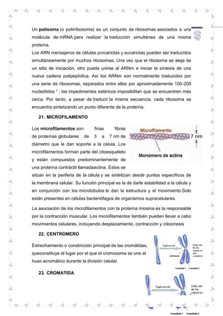 Un polisoma (o polirribosoma) es un conjunto de ribosomas asociados a una 
molécula de mRNA para realizar la traducción simultánea de una misma 
proteína. 
Los ARN mensajeros de células procariotas y eucariotas pueden ser traducidos 
simultáneamente por muchos ribosomas. Una vez que el ribosoma se aleja de 
un sitio de iniciación, otro puede unirse al ARNm e iniciar la síntesis de una 
nueva cadena polipeptídica. Así los ARNm son normalmente traducidos por 
una serie de ribosomas, separados entre ellos por aproximadamente 100-200 
nucleótidos 1 ; los impedimentos estéricos imposibilitan que se encuentren más 
cerca. Por tanto, a pesar de traducir la misma secuencia, cada ribosoma se 
encuentra sintetizando un punto diferente de la proteína. 
40 
21. MICROFILAMENTO 
Los microfilamentos son finas fibras 
de proteínas globulares de 3 a 7 nm de 
diámetro que le dan soporte a la celula. Los 
microfilamentos forman parte del citoesqueleto 
y están compuestos predominantemente de 
una proteína contráctil llamadaactina. Estos se 
sitúan en la periferia de la célula y se sintetizan desde puntos específicos de 
la membrana celular. Su función principal es la de darle estabilidad a la célula y 
en conjunción con los microtúbulos le dan la estructura y el movimiento.Solo 
están presentes en células bacteriófagos de organismos supracelulares. 
La asociación de los microfilamentos con la proteína miosina es la responsable 
por la contracción muscular. Los microfilamentos también pueden llevar a cabo 
movimientos celulares, incluyendo desplazamiento, contracción y citocinesis 
22. CENTROMERO 
Estrechamiento o constricción principal de las cromátidas, 
queconstituye el lugar por el que el cromosoma se une al 
huso acromático durante la división celular. 
23. CROMATIDA 
 