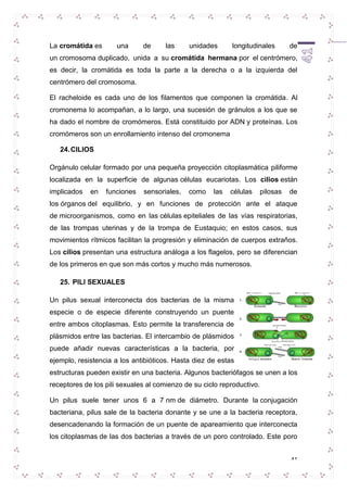 La cromátida es una de las unidades longitudinales de 
un cromosoma duplicado, unida a su cromátida hermana por el centrómero, 
es decir, la cromátida es toda la parte a la derecha o a la izquierda del 
centrómero del cromosoma. 
El racheloide es cada uno de los filamentos que componen la cromátida. Al 
cromonema lo acompañan, a lo largo, una sucesión de gránulos a los que se 
ha dado el nombre de cromómeros. Está constituido por ADN y proteínas. Los 
cromómeros son un enrollamiento intenso del cromonema 
41 
24. CILIOS 
Orgánulo celular formado por una pequeña proyección citoplasmática piliforme 
localizada en la superficie de algunas células eucariotas. Los cilios están 
implicados en funciones sensoriales, como las células pilosas de 
los órganos del equilibrio, y en funciones de protección ante el ataque 
de microorganismos, como en las células epiteliales de las vías respiratorias, 
de las trompas uterinas y de la trompa de Eustaquio; en estos casos, sus 
movimientos rítmicos facilitan la progresión y eliminación de cuerpos extraños. 
Los cilios presentan una estructura análoga a los flagelos, pero se diferencian 
de los primeros en que son más cortos y mucho más numerosos. 
25. PILI SEXUALES 
Un pilus sexual interconecta dos bacterias de la misma 
especie o de especie diferente construyendo un puente 
entre ambos citoplasmas. Esto permite la transferencia de 
plásmidos entre las bacterias. El intercambio de plásmidos 
puede añadir nuevas características a la bacteria, por 
ejemplo, resistencia a los antibióticos. Hasta diez de estas 
estructuras pueden existir en una bacteria. Algunos bacteriófagos se unen a los 
receptores de los pili sexuales al comienzo de su ciclo reproductivo. 
Un pilus suele tener unos 6 a 7 nm de diámetro. Durante la conjugación 
bacteriana, pilus sale de la bacteria donante y se une a la bacteria receptora, 
desencadenando la formación de un puente de apareamiento que interconecta 
los citoplasmas de las dos bacterias a través de un poro controlado. Este poro 
 