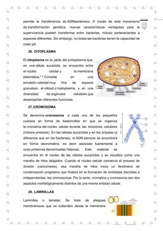 permite la transferencia de ADNbacteriano. A través de este mecanismo 
de transformación genética, nuevas características ventajosas para la 
supervivencia pueden transferirse entre bacterias, incluso pertenecientes a 
especies diferentes. Sin embargo, no todas las bacterias tienen la capacidad de 
crear pili. 
42 
26. CITOPLASMA 
El citoplasma es la parte del protoplasma que, 
en una célula eucariota, se encuentra entre 
el núcleo celular y la membrana 
plasmática.1 2 Consiste en una 
emulsión coloidal muy fina de aspecto 
granuloso, el citosol o hialoplasma, y en una 
diversidad de orgánulos celulares que 
desempeñan diferentes funciones. 
27. CROMOSOMA 
Se denomina cromosoma a cada uno de los pequeños 
cuerpos en forma de bastoncillos en que se organiza 
la cromatina del núcleo celular durante las divisiones celulares 
(mitosis ymeiosis). En las células eucariotas y en las arqueas (a 
diferencia que en las bacterias), el ADN siempre se encontrará 
en forma decromatina, es decir asociado fuertemente a 
unas proteínas denominadas histonas. Este material se 
encuentra en el núcleo de las células eucariotas y se visualiza como una 
maraña de hilos delgados. Cuando el núcleo celular comienza el proceso de 
división (cariocinesis), esa maraña de hilos inicia un fenómeno de 
condensación progresivo que finaliza en la formación de entidades discretas e 
independientes: los cromosomas. Por lo tanto, cromatina y cromosoma son dos 
aspectos morfológicamente distintos de una misma entidad celular. 
28. LAMINILLAS 
Laminillas o lamelas: Se trata de pliegues 
membranosos que se extienden desde la membrana 
 