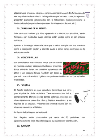 plástica hacia el interior (abiertos: no forma compartimentos). Su función puede 
ser muy diversa dependiendo del organismo que se trate, como por ejemplo: 
presentar pigmentos relacionados con la fotosíntesis (bacteriorodopsina o 
bacterioclorofíla) o partículas captadores de nitrógeno molecular, etc.). 
43 
29. GRANULOS DE ALIMENTO 
Son partículas sólidas que han ingresado a la célula por endocitos, están 
formados por moléculas cuyos átomos están unidos entre sí por enlaces 
químicos. 
Aportan a la energía necesaria para que la célula cumpla con sus procesos 
como la respiración celular, y además ayuda a poner partes destruidas de la 
estructura celular 
30. MICROFIBRILLAS 
Las microfibrillas son cilindros rectos que se hallan 
en muchas células y están constituidos por proteínas. 
Estos cilindros tienen un diámetro aproximado de 
250A y son bastante largos. También son tiesos y, 
por tanto, comunican cierta rigidez a las partes de la célula en las que se hallan 
localizados. 
31. FLAGELO 
El flagelo bacteriano es una estructura filamentosa que sirve 
para impulsar la célula bacteriana. Tiene una estructura única, 
completamente diferente de los demás sistemas presentes en 
otros organismos, como los cilios y flagelos eucariotas, y los 
flagelos de las arqueas. Presenta una similitud notable con los 
sistemas mecánicos artificiales. 
La forma de los flagelos es helicoidal. 
Los flagelos están compuestos por cerca de 20 proteínas, con 
aproximadamente otras 30 proteínas para su regulación y coordinación. 
32. JUNTURA 
 