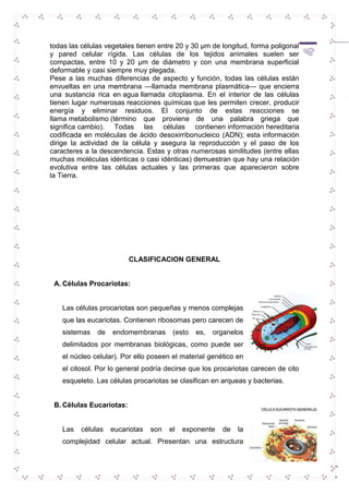 todas las células vegetales tienen entre 20 y 30 μm de longitud, forma poligonal 
y pared celular rígida. Las células de los tejidos animales suelen ser 
compactas, entre 10 y 20 μm de diámetro y con una membrana superficial 
deformable y casi siempre muy plegada. 
Pese a las muchas diferencias de aspecto y función, todas las células están 
envueltas en una membrana —llamada membrana plasmática— que encierra 
una sustancia rica en agua llamada citoplasma. En el interior de las células 
tienen lugar numerosas reacciones químicas que les permiten crecer, producir 
energía y eliminar residuos. El conjunto de estas reacciones se 
llama metabolismo (término que proviene de una palabra griega que 
significa cambio). Todas las células contienen información hereditaria 
codificada en moléculas de ácido desoxirribonucleico (ADN); esta información 
dirige la actividad de la célula y asegura la reproducción y el paso de los 
caracteres a la descendencia. Estas y otras numerosas similitudes (entre ellas 
muchas moléculas idénticas o casi idénticas) demuestran que hay una relación 
evolutiva entre las células actuales y las primeras que aparecieron sobre 
la Tierra. 
4 
CLASIFICACION GENERAL 
A. Células Procariotas: 
Las células procariotas son pequeñas y menos complejas 
que las eucariotas. Contienen ribosomas pero carecen de 
sistemas de endomembranas (esto es, organelos 
delimitados por membranas biológicas, como puede ser 
el núcleo celular). Por ello poseen el material genético en 
el citosol. Por lo general podría decirse que los procariotas carecen de cito 
esqueleto. Las células procariotas se clasifican en arqueas y bacterias. 
B. Células Eucariotas: 
Las células eucariotas son el exponente de la 
complejidad celular actual. Presentan una estructura 
 