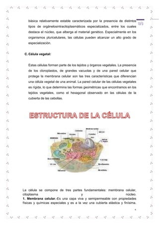 básica relativamente estable caracterizada por la presencia de distintos 
tipos de orgánelosintracitoplasmáticos especializados, entre los cuales 
destaca el núcleo, que alberga el material genético. Especialmente en los 
organismos pluricelulares, las células pueden alcanzar un alto grado de 
especialización. 
5 
C. Célula vegetal: 
Estas células forman parte de los tejidos y órganos vegetales. La presencia 
de los cloroplastos, de grandes vacuolas y de una pared celular que 
protege la membrana celular son las tres características que diferencian 
una célula vegetal de una animal. La pared celular de las células vegetales 
es rígida, lo que determina las formas geométricas que encontramos en los 
tejidos vegetales, como el hexagonal observado en las células de la 
cubierta de las cebollas. 
La célula se compone de tres partes fundamentales: membrana celular, 
citoplasma y núcleo. 
1. Membrana celular.-Es una capa viva y semipermeable con propiedades 
físicas y químicas especiales y es a la vez una cubierta elástica y finísima. 
 