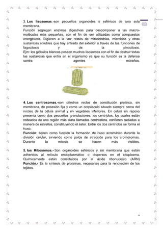 3. Los lisosomas.-son pequeños organoides s esféricos de una sola 
membrana. 
Función segregan enzimas digestivas para descomponer a las macro-moléculas 
más pequeñas, con el fin de ser utilizadas como compuestos 
energéticos. Digieren a la vez restos de mitocondrias, microbios y otras 
sustancias solubles que hay entrado del exterior a través de las funciones de 
fagocitosis y de la pinocitosis. 
Ejm: los glóbulos blancos poseen muchos lisosomas con el fin de destruir todas 
las sustancias que entra en el organismo ya que su función es la defensa 
contra agentes extraños. 
4. Los centrosomas.-son cilindros rectos de constitución proteica, sin 
membrana, de posesión fija y como un corpúsculo situado siempre cerca del 
núcleo de la célula animal y en vegetales inferiores. En celula en reposo 
presenta como dos pequeñas granulaciones, los centríolos, los cuales están 
rodeados de una región más clara llamadas centrósfera, confieren radiadas a 
manera de estrellas, constituyendo el áster. Entre los dos centríolos se forma el 
huso. 
Función: tienen como función la formación de huso acromático durante la 
división celular, sirviendo como polos de atracción para los cromosomas. 
Durante la mitosis se hacen más visibles. 
5. los Ribosomas.- Son organoides esféricos y sin membrana que están 
adheridos al retículo endoplasmático o dispersos en el citoplasma. 
Químicamente están constituidos por el ácido ribonucleico (ARN) 
Función.- Es la síntesis de proteínas, necesarias para la renovación de los 
tejidos. 
8 
 