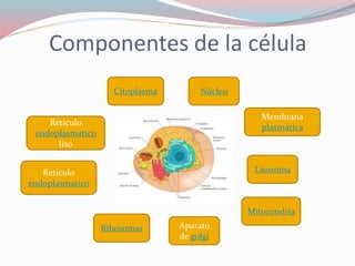 Componentes de la célula 
Citoplasma Núcleo 
Membrana 
plasmática 
Retículo 
endoplasmatico 
liso 
Aparato 
de golgi 
Ribosomas 
Retículo 
endoplasmatico 
Lisosoma 
Mitocondria 
 