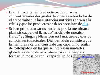  Es un filtro altamente selectivo que conserva 
concentraciones desiguales de iones a ambos lados de 
ella y permite que las sustancias nutritivas entren a la 
célula y que los productos de desecho salgan de ella. 
 Se han propuesto varios modelos para la membrana 
plasmática, pero el llamado "modelo de mosaico 
fluído" de Singer y Nicholson está más acorde con los 
conocimientos actuales. Dicho modelo considera que 
la membrana celular consta de una capa bimolecular 
de fosfolípidos, en las que se intercalan unidades 
globulares de proteína a intervalos variables para 
formar un mosaico con la capa de lípidos. 
 