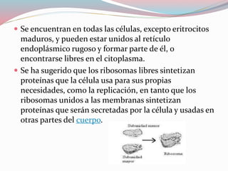  Se encuentran en todas las células, excepto eritrocitos 
maduros, y pueden estar unidos al retículo 
endoplásmico rugoso y formar parte de él, o 
encontrarse libres en el citoplasma. 
 Se ha sugerido que los ribosomas libres sintetizan 
proteínas que la célula usa para sus propias 
necesidades, como la replicación, en tanto que los 
ribosomas unidos a las membranas sintetizan 
proteínas que serán secretadas por la célula y usadas en 
otras partes del cuerpo. 
 