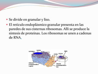  Se divide en granular y liso. 
 El retículo endoplásmico granular presenta en las 
paredes de sus cisternas ribosomas. Allí se produce la 
síntesis de proteínas. Los ribosomas se unen a cadenas 
de RNA. 
 