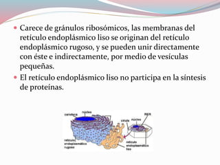  Carece de gránulos ribosómicos, las membranas del 
retículo endoplásmico liso se originan del retículo 
endoplásmico rugoso, y se pueden unir directamente 
con éste e indirectamente, por medio de vesículas 
pequeñas. 
 El retículo endoplásmico liso no participa en la síntesis 
de proteínas. 
 