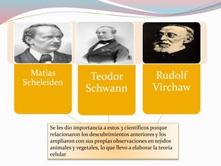 Matias 
Scheleiden 
Teodor 
Schwann 
Rudolf 
Virchaw 
Se les dio importancia a estos 3 científicos porque 
relacionaron los descubrimientos anteriores y los 
ampliaron con sus propias observaciones en tejidos 
animales y vegetales, lo que llevo a elaborar la teoría 
celular 
 
