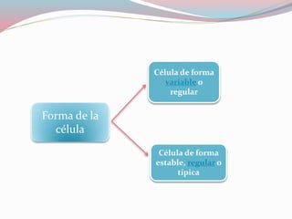 Forma de la 
célula 
Célula de forma 
variable o 
regular 
Célula de forma 
estable, regular o 
típica 
 