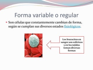 Forma variable o regular 
 Son células que constantemente cambian de forma, 
según se cumplan sus diversos estados fisiológicos. 
Los leucocitos en 
sangre son esféricos 
y en los tejidos 
toman diversas 
formas 
 