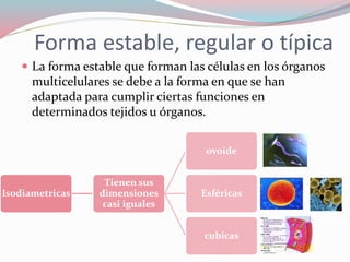 Forma estable, regular o típica 
 La forma estable que forman las células en los órganos 
multicelulares se debe a la forma en que se han 
adaptada para cumplir ciertas funciones en 
determinados tejidos u órganos. 
Isodiametricas 
Tienen sus 
dimensiones 
casi iguales 
ovoide 
Esféricas 
cubicas 
 