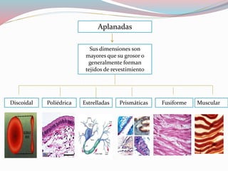 Aplanadas 
Sus dimensiones son 
mayores que su grosor o 
generalmente forman 
tejidos de revestimiento 
Discoidal Poliédrica Estrelladas Prismáticas Fusiforme Muscular 
 