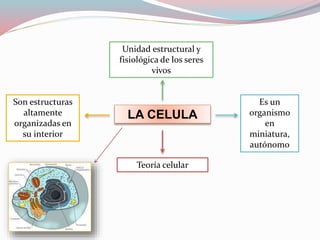 Unidad estructural y 
fisiológica de los seres 
vivos 
LA CELULA 
Son estructuras 
altamente 
organizadas en 
su interior 
Teoría celular 
Es un 
organismo 
en 
miniatura, 
autónomo 
 