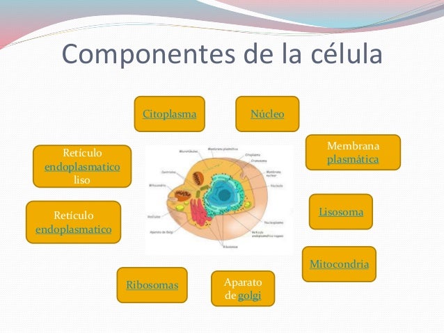 LA CELULA, todo lo que debes saber