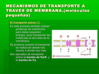 MECANISMOS DE TRANSPORTE AMECANISMOS DE TRANSPORTE A
TRAVES DE MEMBRANA.(moléculasTRAVES DE MEMBRANA.(moléculas
pequeñas)pequeñas)
El transporte activoEl transporte activo (4).(4).
En este proceso también actúanEn este proceso también actúan
proteínas de membrana,proteínas de membrana,
pero éstas requierenpero éstas requieren
energía, para transportar lasenergía, para transportar las
moléculas al otro lado de lamoléculas al otro lado de la
membrana.membrana.
Se produce cuando el transporteSe produce cuando el transporte
se realiza de donde hayse realiza de donde hay
menos a donde hay mas.menos a donde hay mas.
Son ejemplos de transporteSon ejemplos de transporte
activo laactivo la bomba de Na/Kbomba de Na/K, y, y
lala bomba de Cabomba de Ca..
 