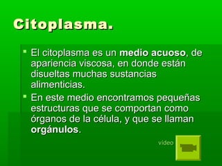Citoplasma.Citoplasma.
 El citoplasma es unEl citoplasma es un mediomedio acuosoacuoso, de, de
apariencia viscosa, en donde estánapariencia viscosa, en donde están
disueltas muchas sustanciasdisueltas muchas sustancias
alimenticias.alimenticias.
 En este medio encontramos pequeñasEn este medio encontramos pequeñas
estructuras que se comportan comoestructuras que se comportan como
órganos de la célula, y que se llamanórganos de la célula, y que se llaman
orgánulosorgánulos..
vídeovídeo
 