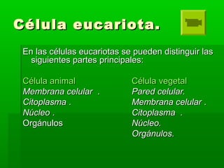Célula eucariota.Célula eucariota.
En las células eucariotas se pueden distinguir lasEn las células eucariotas se pueden distinguir las
siguientes partes principales:siguientes partes principales:
Célula animalCélula animal CélulaCélula vegetalvegetal
Membrana celularMembrana celular .. Pared celular.Pared celular.
CitoplasmaCitoplasma .. Membrana celularMembrana celular ..
NúcleoNúcleo .. CitoplasmaCitoplasma ..
OrgánulosOrgánulos Núcleo.Núcleo.
Orgánulos.Orgánulos.
 