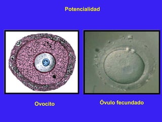 Óvulo fecundadoOvocito
Potencialidad
 