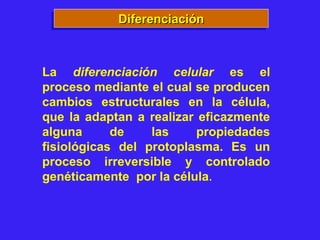 La diferenciación celular es el
proceso mediante el cual se producen
cambios estructurales en la célula,
que la adaptan a realizar eficazmente
alguna de las propiedades
fisiológicas del protoplasma. Es un
proceso irreversible y controlado
genéticamente por la célula.
DiferenciaciónDiferenciaciónDiferenciaciónDiferenciación
 