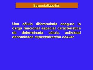 Una célula diferenciada asegura la
carga funcional especial característica
de determinada célula, actividad
denominada especialización celular.
EspecializaciónEspecializaciónEspecializaciónEspecialización
 