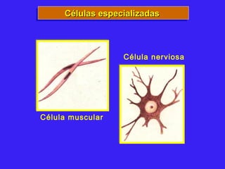 Células especializadasCélulas especializadasCélulas especializadasCélulas especializadas
Célula muscular
Célula nerviosa
 