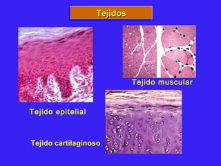 TejidosTejidosTejidosTejidos
Tejido epitelial
Tejido muscular
Tejido cartilaginoso
 