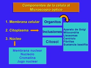 Componentes de la célula alComponentes de la célula al
Microscopio ópticoMicroscopio óptico
Componentes de la célula alComponentes de la célula al
Microscopio ópticoMicroscopio óptico
1. Membrana celular1. Membrana celular
2. Citoplasma2. Citoplasma
3. Núcleo3. Núcleo
Inclusiones
Citosol
Aparato de Golgi
Mitocondria
Lisosomas
Centriolo
Fibrillas
Sustancia basófila
Organitos
Membrana nuclear
Nucleolo
Cromatina
Jugo nuclear
 