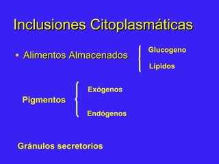 Inclusiones CitoplasmáticasInclusiones Citoplasmáticas
• Alimentos AlmacenadosAlimentos Almacenados
Pigmentos
Glucogeno
Lípidos
Exógenos
Endógenos
Gránulos secretorios
 