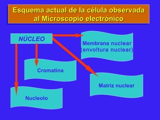 Esquema actual de la célula observadaEsquema actual de la célula observada
al Microscopio electrónicoal Microscopio electrónico
Esquema actual de la célula observadaEsquema actual de la célula observada
al Microscopio electrónicoal Microscopio electrónico
Membrana nuclear
(envoltura nuclear)
Matriz nuclear
Nucleolo
Cromatina
NÚCLEO
 
