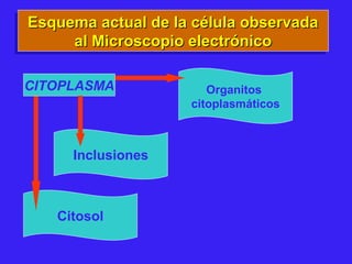 Esquema actual de la célula observadaEsquema actual de la célula observada
al Microscopio electrónicoal Microscopio electrónico
Esquema actual de la célula observadaEsquema actual de la célula observada
al Microscopio electrónicoal Microscopio electrónico
Organitos
citoplasmáticos
Citosol
Inclusiones
CITOPLASMA
 