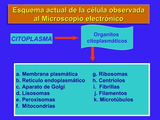 Esquema actual de la célula observadaEsquema actual de la célula observada
al Microscopio electrónicoal Microscopio electrónico
Esquema actual de la célula observadaEsquema actual de la célula observada
al Microscopio electrónicoal Microscopio electrónico
a. Membrana plasmática g. Ribosomas
b. Retículo endoplasmático h. Centríolos
c. Aparato de Golgi i. Fibrillas
d. Lisosomas j. Filamentos
e. Peroxisomas k. Microtúbulos
f. Mitocondrias
a. Membrana plasmática g. Ribosomas
b. Retículo endoplasmático h. Centríolos
c. Aparato de Golgi i. Fibrillas
d. Lisosomas j. Filamentos
e. Peroxisomas k. Microtúbulos
f. Mitocondrias
Organitos
citoplasmáticosCITOPLASMA
 