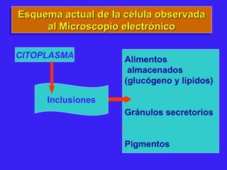 Esquema actual de la célula observadaEsquema actual de la célula observada
al Microscopio electrónicoal Microscopio electrónico
Esquema actual de la célula observadaEsquema actual de la célula observada
al Microscopio electrónicoal Microscopio electrónico
CITOPLASMA Alimentos
almacenados
(glucógeno y lípidos)
Gránulos secretorios
Pigmentos
Inclusiones
 